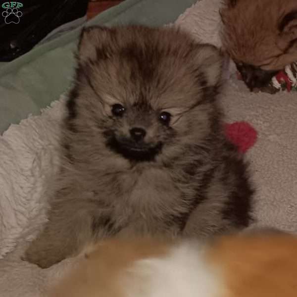 Teeny Tiny Twinkle Toes, Pomeranian Puppy